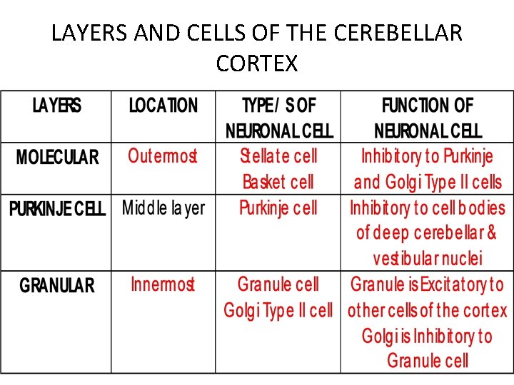 LAYERS AND CELLS OF THE CEREBELLAR CORTEX 
