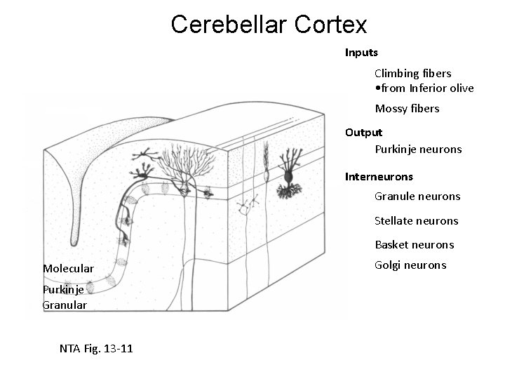 Cerebellar Cortex Inputs Climbing fibers • from Inferior olive Mossy fibers Output Purkinje neurons