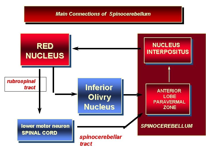 Main Connections of Spinocerebellum RED NUCLEUS rubrospinal tract lower motor neuron SPINAL CORD NUCLEUS