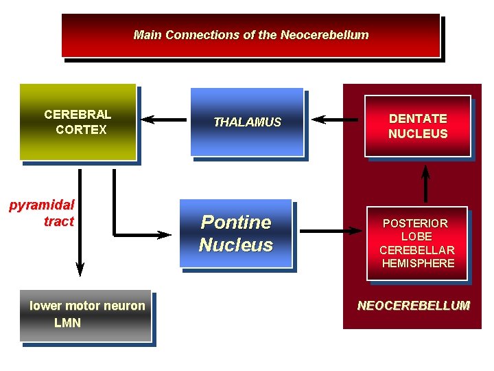 Main Connections of the Neocerebellum CEREBRAL CORTEX pyramidal tract lower motor neuron LMN THALAMUS