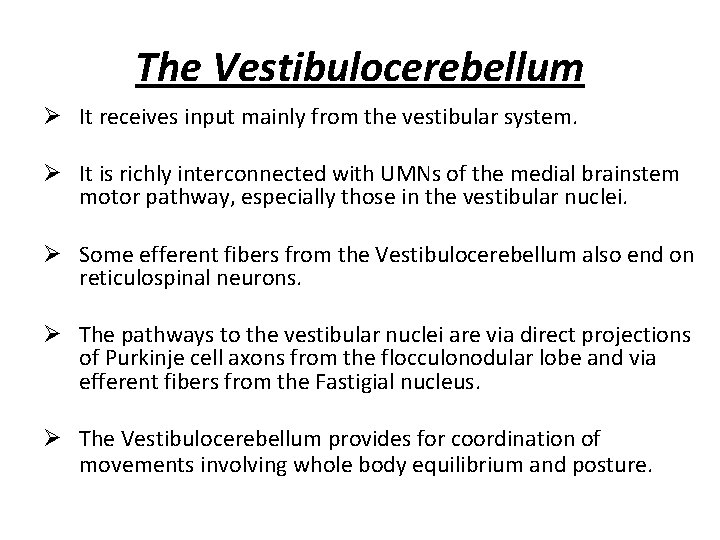The Vestibulocerebellum Ø It receives input mainly from the vestibular system. Ø It is