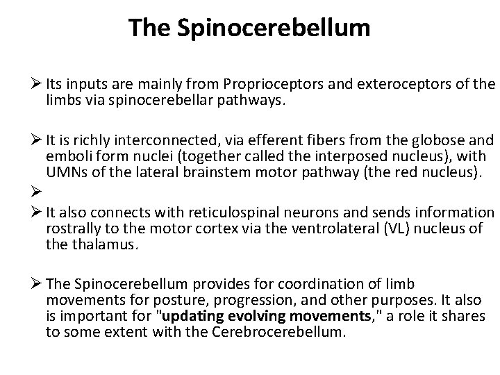 The Spinocerebellum Ø Its inputs are mainly from Proprioceptors and exteroceptors of the limbs