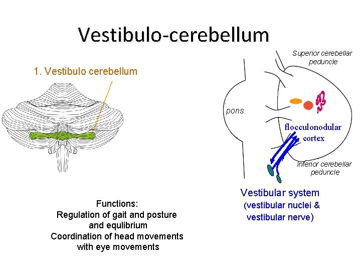 Vestibulo-cerebellum Superior cerebellar peduncle 1. Vestibulo cerebellum pons flocculonodular cortex Inferior cerebellar peduncle Vestibular