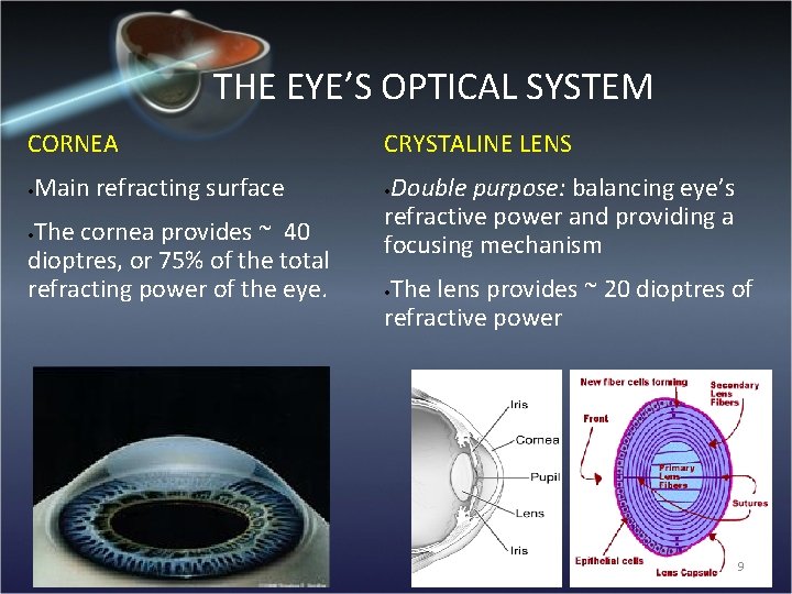 THE EYE’S OPTICAL SYSTEM CORNEA • Main refracting surface The cornea provides ~ 40