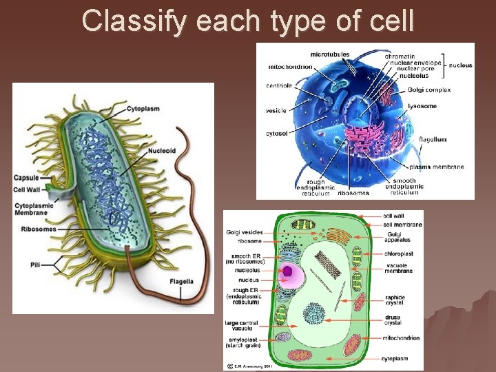Classify each type of cell 