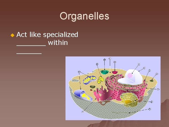 Organelles u Act like specialized _______ within ______ 
