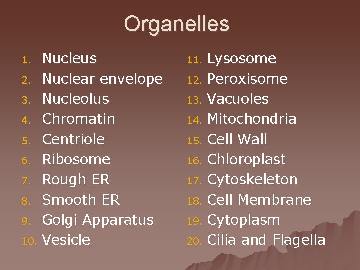 Organelles Nucleus 2. Nuclear envelope 3. Nucleolus 4. Chromatin 5. Centriole 6. Ribosome 7.