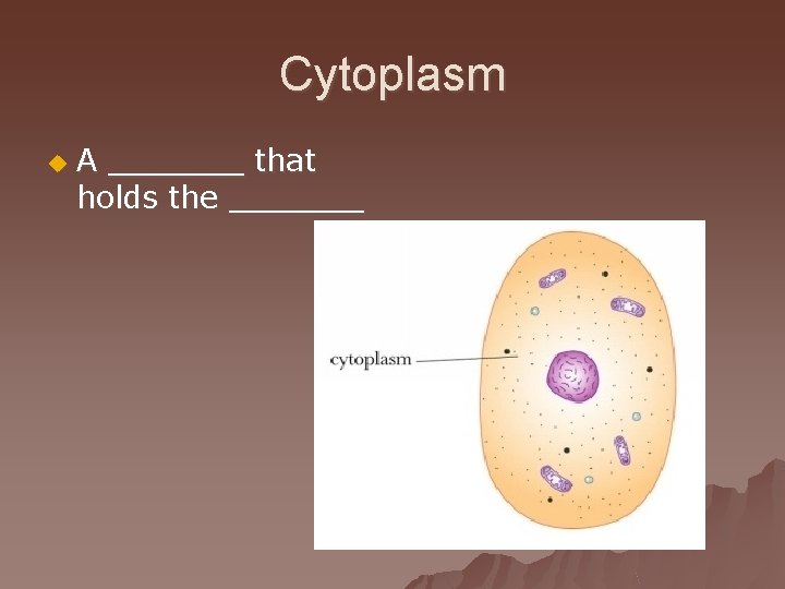 Cytoplasm u A _______ that holds the _______ 