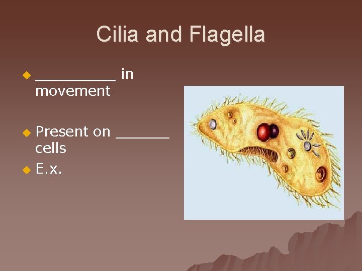 Cilia and Flagella u _____ in movement Present on ______ cells u E. x.