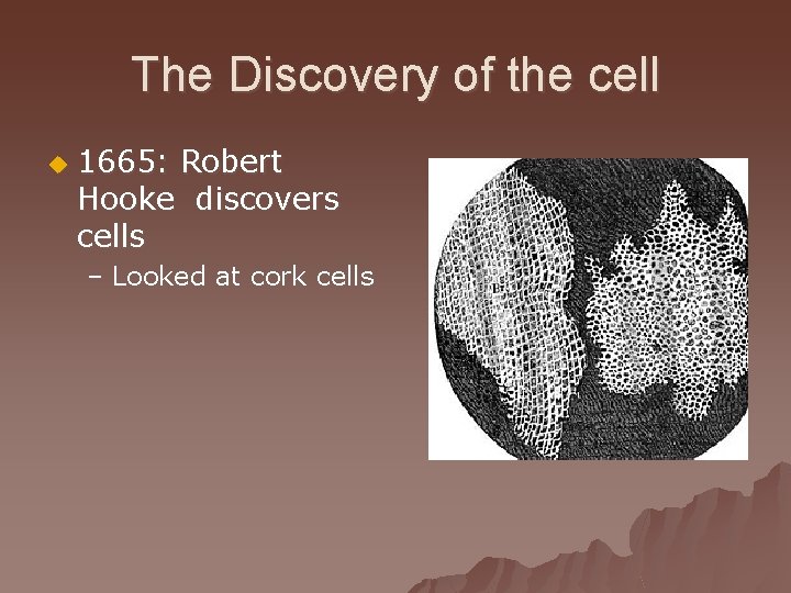 The Discovery of the cell u 1665: Robert Hooke discovers cells – Looked at