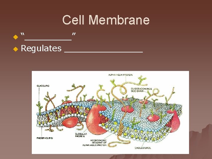 Cell Membrane “_____” u Regulates ________ u 