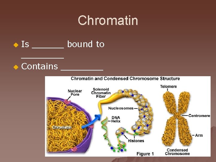 Chromatin Is ______ bound to ____ u Contains ____ u 