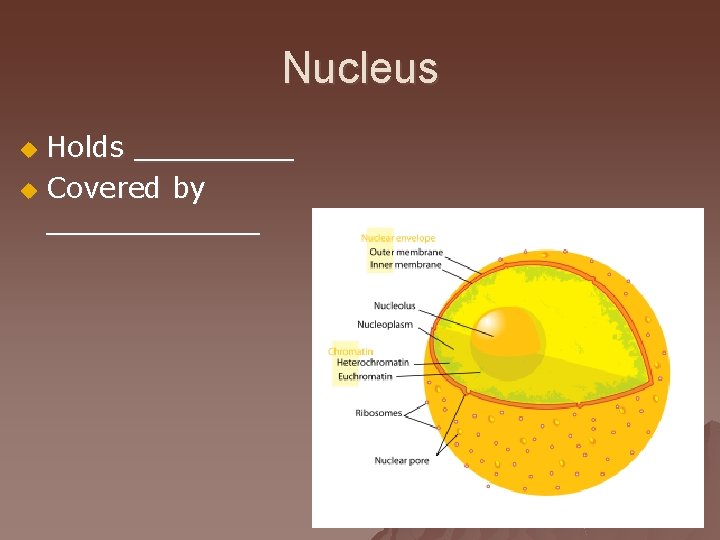 Nucleus Holds _____ u Covered by ______ u 