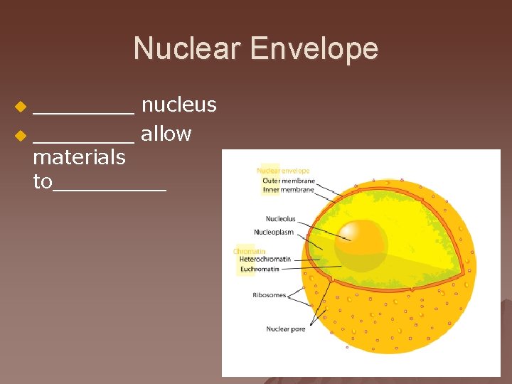 Nuclear Envelope ____ nucleus u ____ allow materials to_____ u 