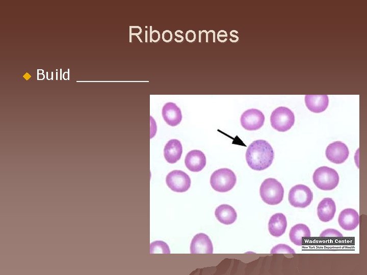 Ribosomes u Build ____ 