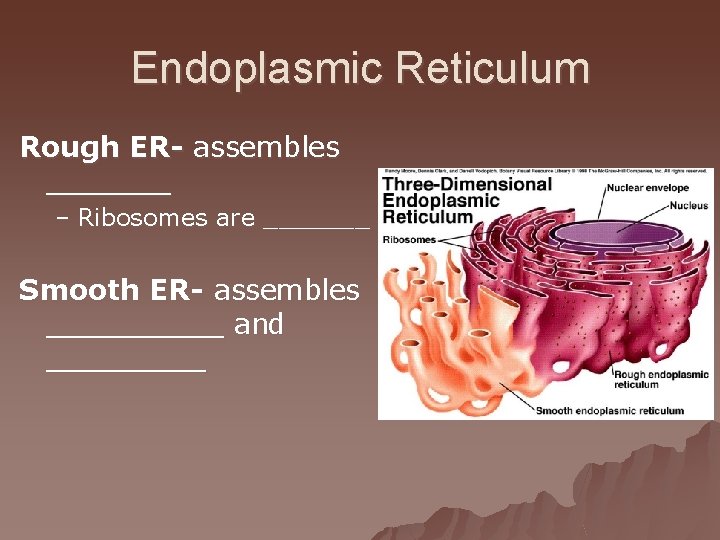 Endoplasmic Reticulum Rough ER- assembles _______ – Ribosomes are _______ Smooth ER- assembles _____
