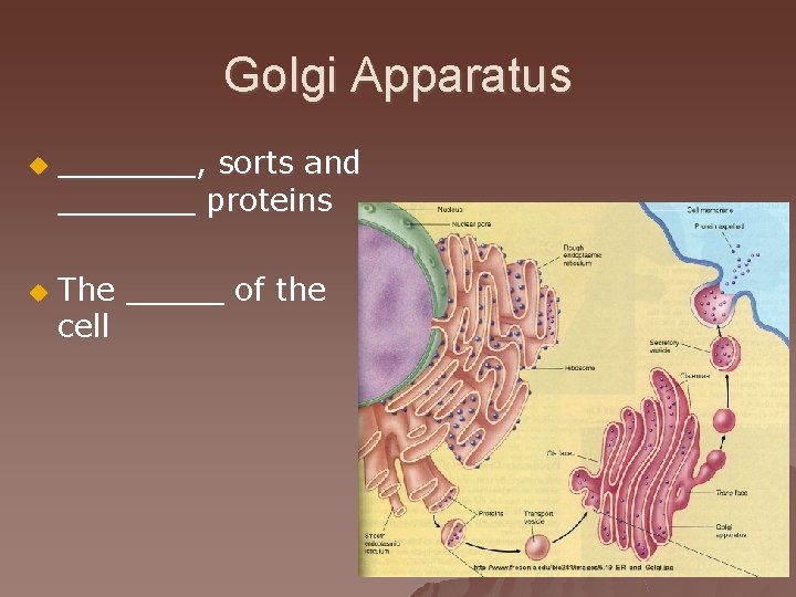 Golgi Apparatus u u _______, sorts and _______ proteins The _____ of the cell