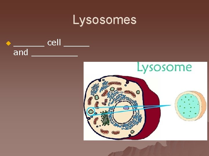 Lysosomes u ______ cell _____ and _____ 