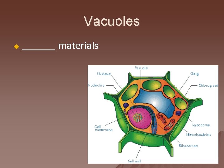 Vacuoles u ______ materials 