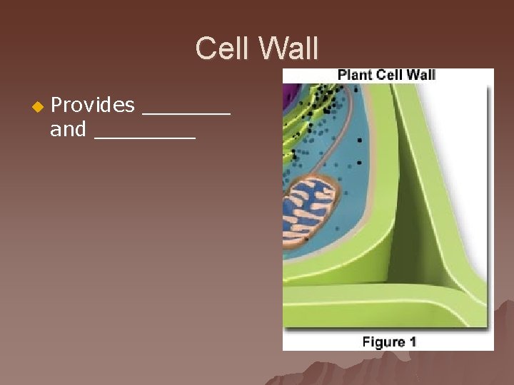 Cell Wall u Provides _______ and ____ 