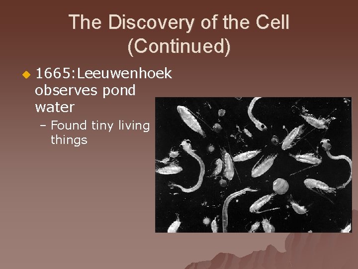 The Discovery of the Cell (Continued) u 1665: Leeuwenhoek observes pond water – Found