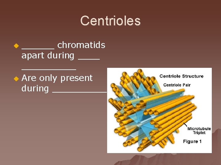 Centrioles ______ chromatids apart during __________ u Are only present during _____ u 
