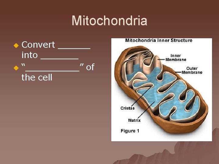 Mitochondria Convert ______ into _______ u “_____” of the cell u 