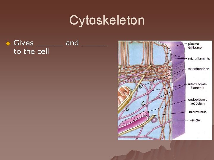 Cytoskeleton u Gives ______ and ______ to the cell 