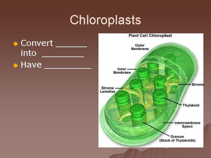 Chloroplasts Convert ______ into ____ u Have _____ u 