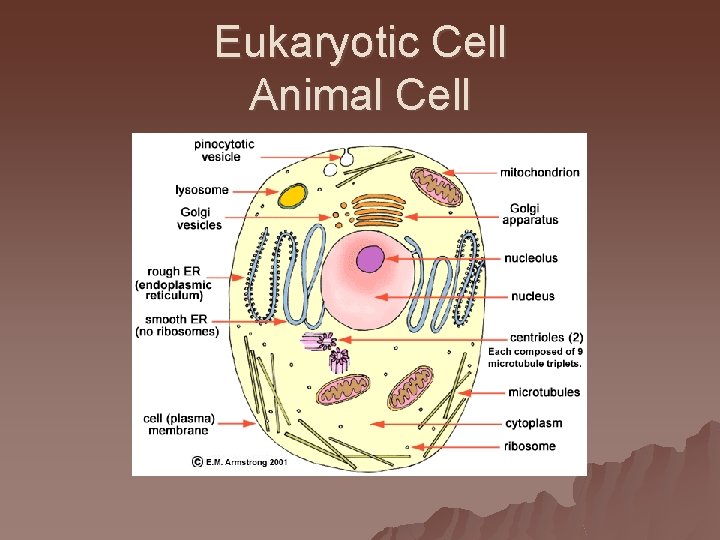 Eukaryotic Cell Animal Cell 