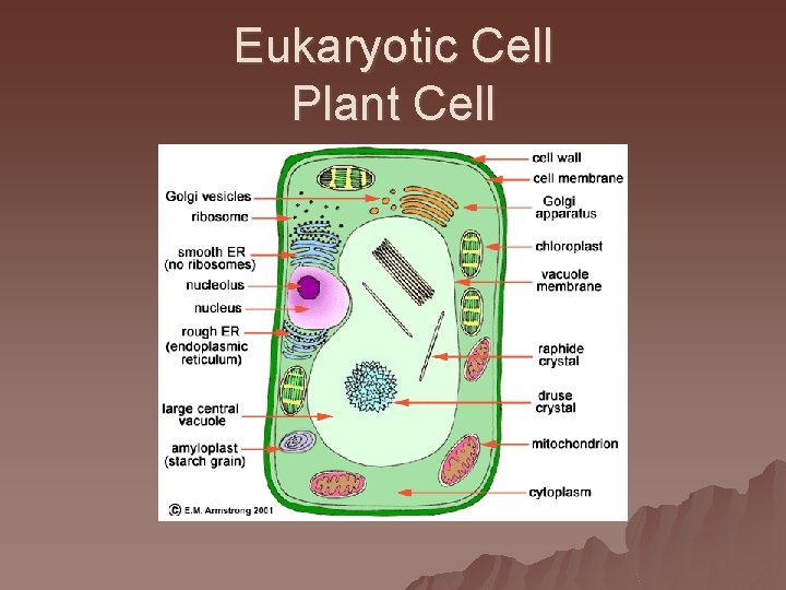 Eukaryotic Cell Plant Cell 