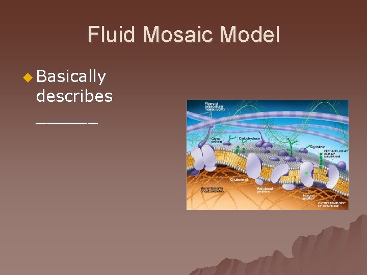 Fluid Mosaic Model u Basically describes ______ 