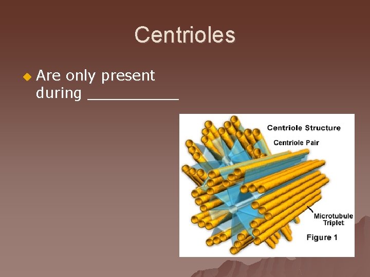 Centrioles u Are only present during _____ 