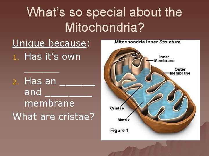 What’s so special about the Mitochondria? Unique because: 1. Has it’s own ______ 2.