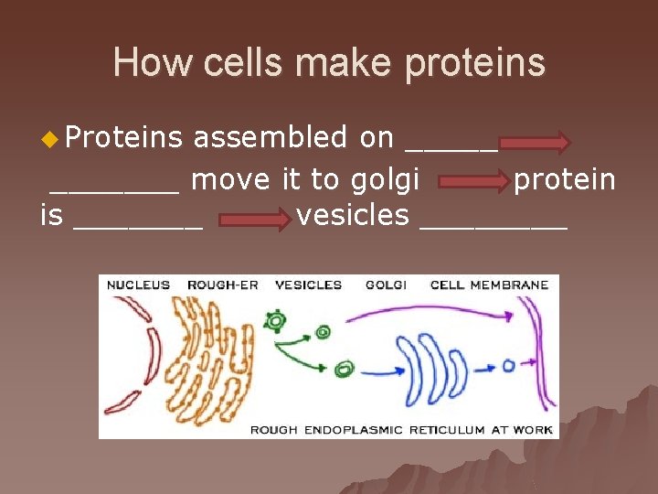 How cells make proteins u Proteins assembled on _______ move it to golgi protein
