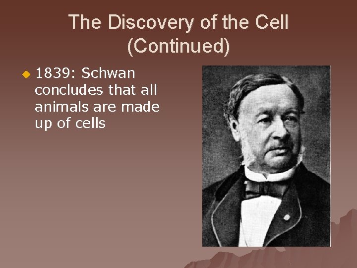 The Discovery of the Cell (Continued) u 1839: Schwan concludes that all animals are