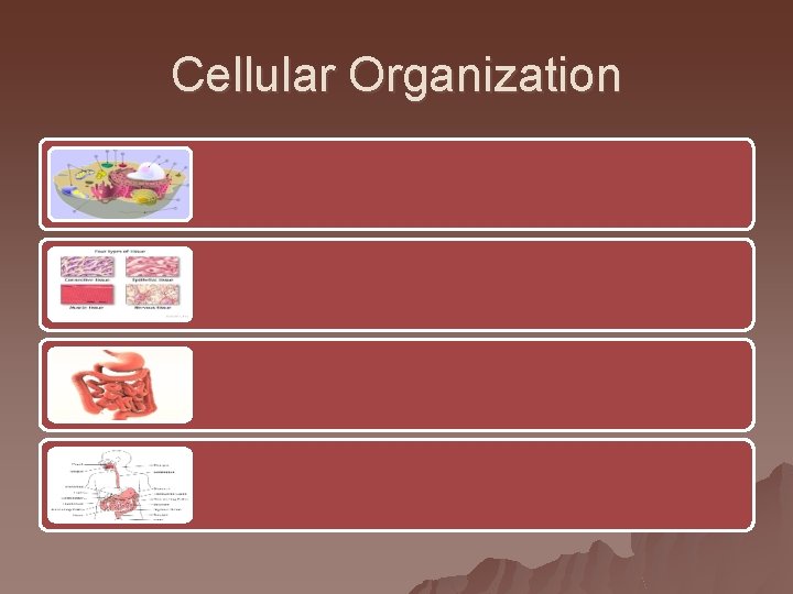 Cellular Organization 