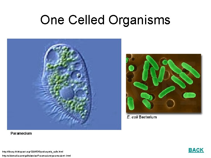 One Celled Organisms Paramecium http: //library. thinkquest. org/C 004535/prokaryotic_cells. html http: //ebiomedia. com/gall/classics/Paramecium/paramecium 1.