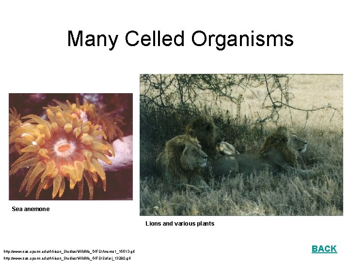 Many Celled Organisms Sea anemone Lions and various plants http: //www. sas. upenn. edu/African_Studies/Wildlife_GIFS/Anemo
