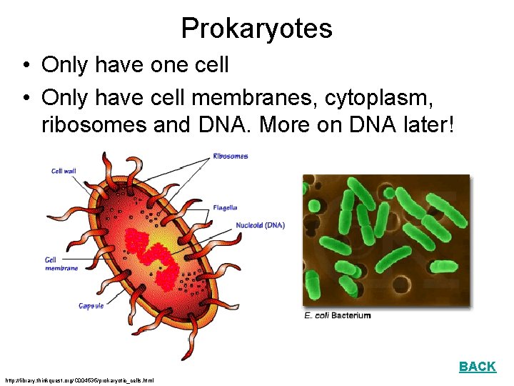 Prokaryotes • Only have one cell • Only have cell membranes, cytoplasm, ribosomes and