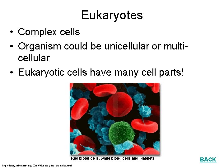 Eukaryotes • Complex cells • Organism could be unicellular or multicellular • Eukaryotic cells