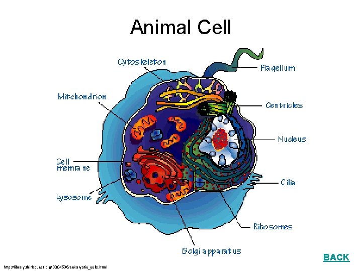 Animal Cell BACK http: //library. thinkquest. org/C 004535/eukaryotic_cells. html 
