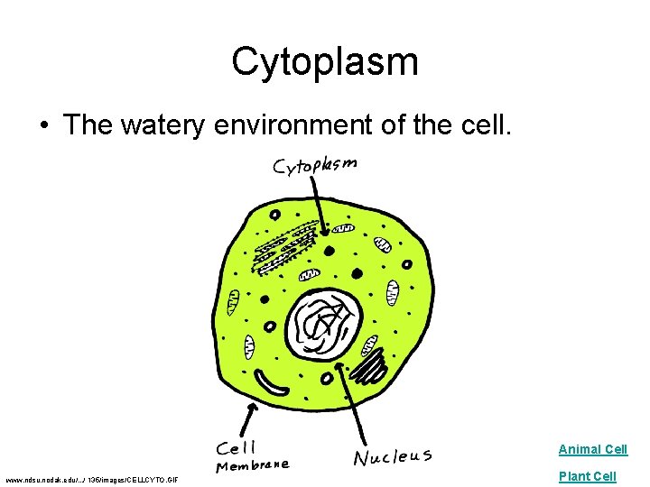 Cytoplasm • The watery environment of the cell. Animal Cell www. ndsu. nodak. edu/.