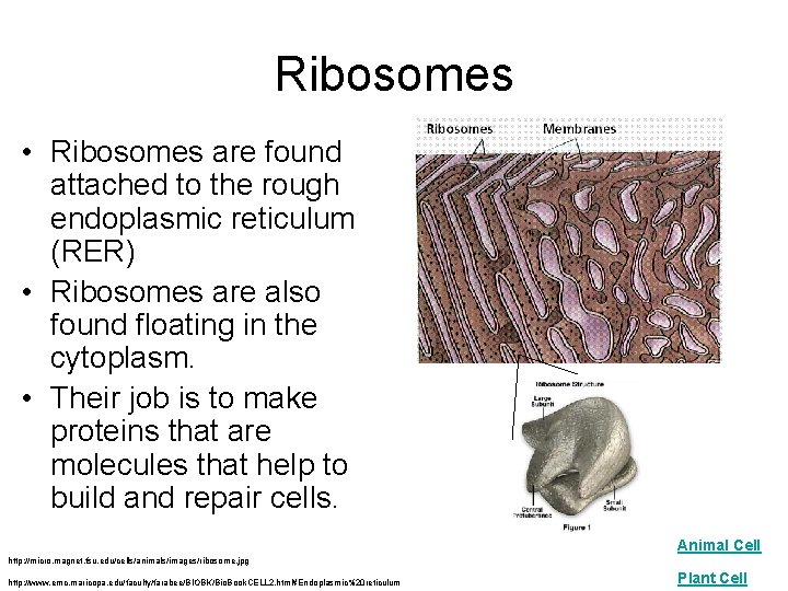 Ribosomes • Ribosomes are found attached to the rough endoplasmic reticulum (RER) • Ribosomes