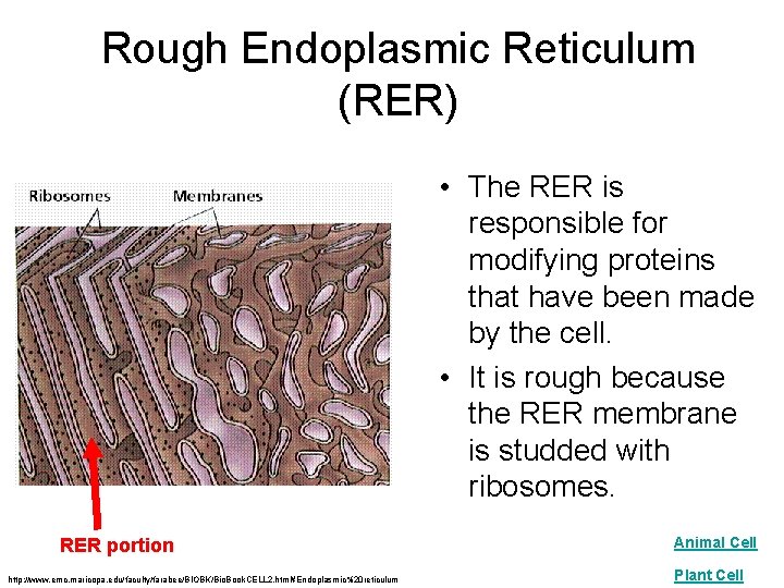 Rough Endoplasmic Reticulum (RER) • The RER is responsible for modifying proteins that have
