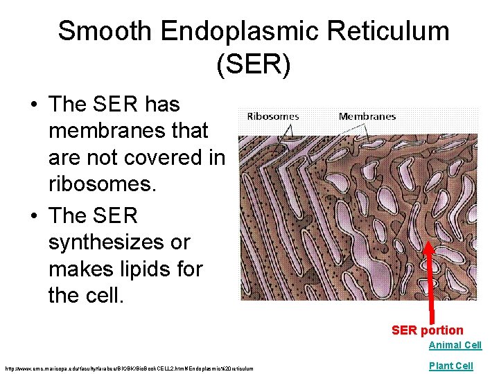 Smooth Endoplasmic Reticulum (SER) • The SER has membranes that are not covered in