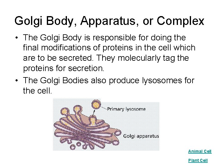 Golgi Body, Apparatus, or Complex • The Golgi Body is responsible for doing the