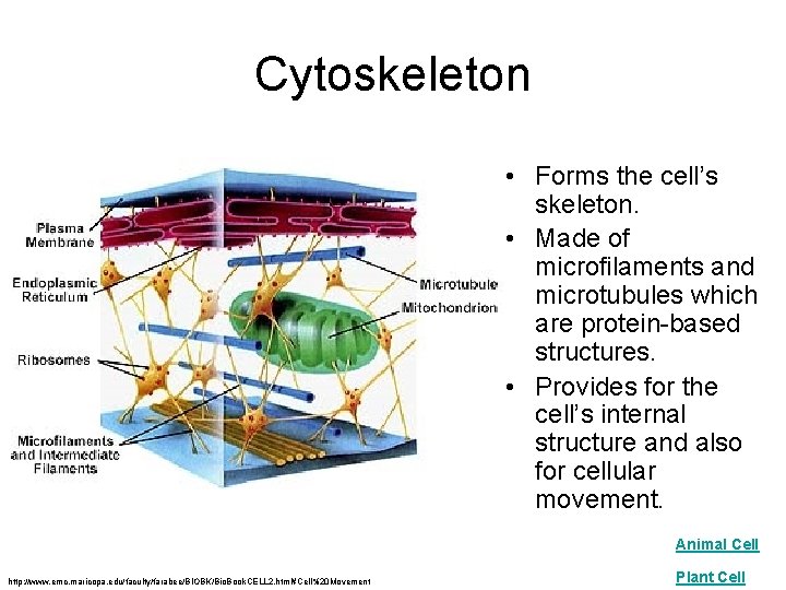 Cytoskeleton • Forms the cell’s skeleton. • Made of microfilaments and microtubules which are