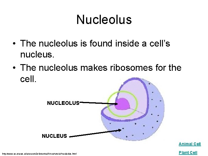 Nucleolus • The nucleolus is found inside a cell’s nucleus. • The nucleolus makes