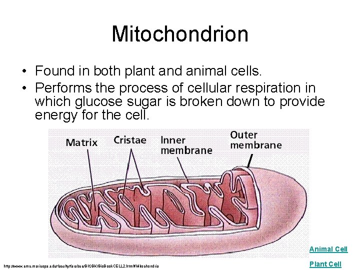 Mitochondrion • Found in both plant and animal cells. • Performs the process of
